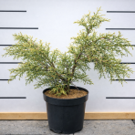  Cypruštek nutkanský (Chamaecyparis nootkatensis) ´AUREOVARIEGATA´ - výška 30-60 cm, kont. C5L - 2. Trieda/Kvalita B